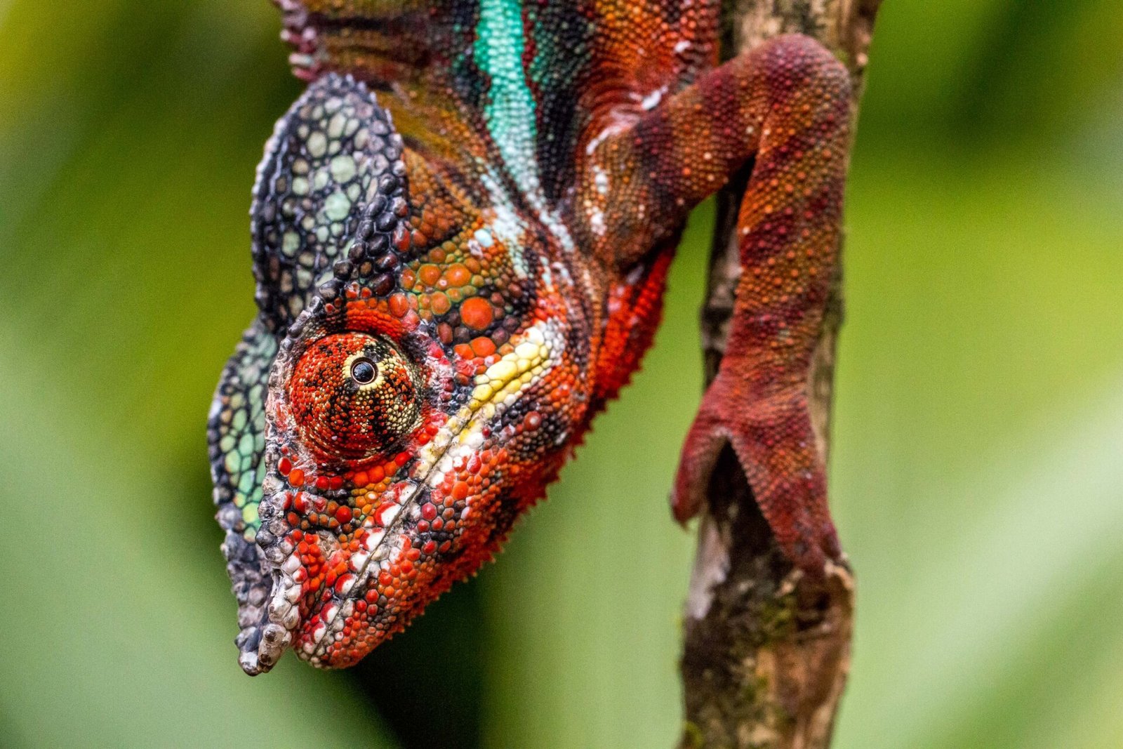 Cameleon Panthère